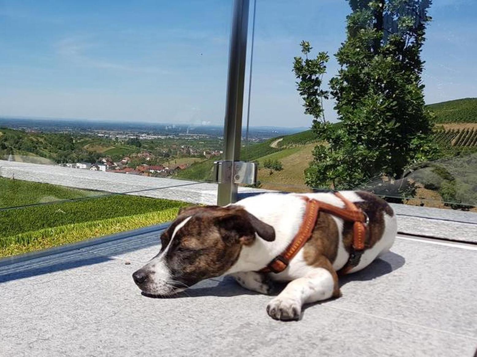 Ferienhaus Mit Panoramablick Bühlertal エクステリア 写真
